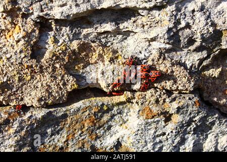 L'image montre des bugs de feu sur le mur Banque D'Images