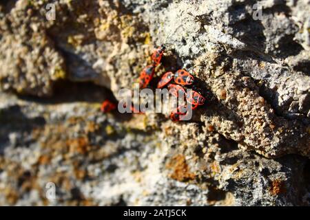 L'image montre des bugs de feu sur le mur Banque D'Images