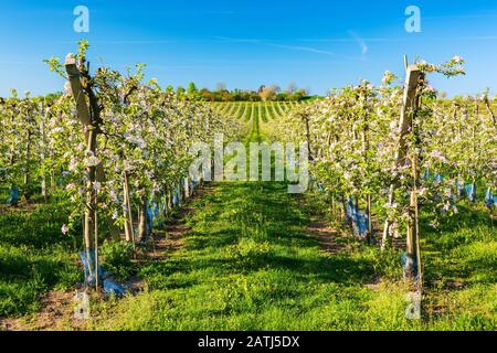 Plantation de fruits au printemps, arbres à fleurs (Malus domestica), aire de culture de fruits, Aseleben, Saxe-Anhalt, Allemagne Banque D'Images