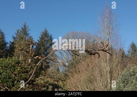 Les Fleurs d'hiver brunes Proviennent d'une Flax Lily de Nouvelle-Zélande (Phormium) dans un jardin de campagne dans le Devon rural, Angleterre, Royaume-Uni Banque D'Images