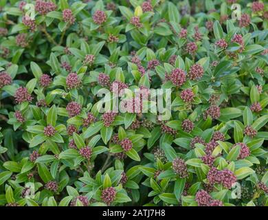 Foliage d'hiver et Bourgeons roses de fleurs d'un Arbuste de Skimmia Evergreen (Skimmia japonica 'Godrie's Dwarf') dans un jardin dans le Devon rural, Angleterre, Royaume-Uni Banque D'Images