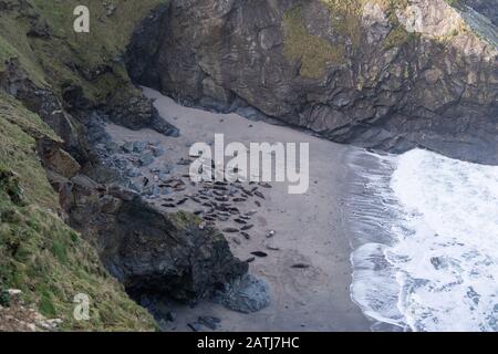 Vues depuis le sommet de la falaise sur les vagues et les rochers de Mutton Cove, Godrevy et l'immense colonie naturelle de phoques sauvages sur les sables inaccessibles Banque D'Images