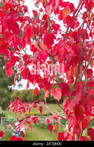 Superbes feuilles rouges en automne sur Acer tataricum subsp. Flamme Ginnala en septembre au Royaume-Uni Banque D'Images