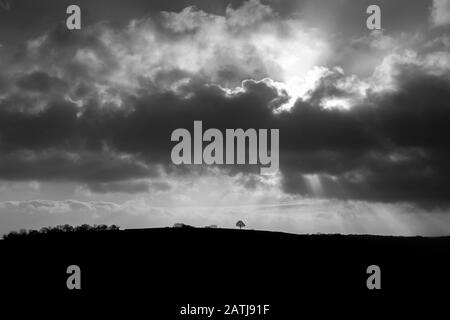 Champs Devon,prairie, pâturage, paddock, vert, plume, herbage, pâturages, marécage,Photos de scène rurale, Devon Photos, Angleterre Photos, Sheep Photos, Royaume-Uni, Banque D'Images