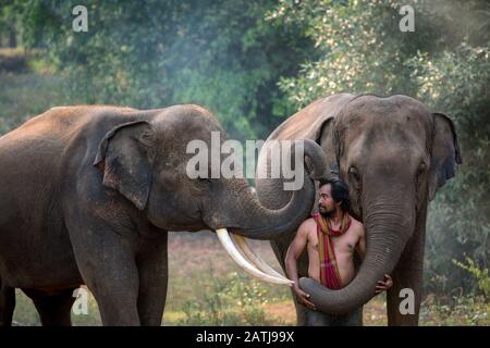 Mahout thaïlandais et éléphants profitant de la forêt Banque D'Images