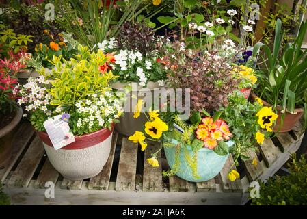 Une sélection de semoirs à conteneurs colorés à vendre dans un centre de jardin anglais au Royaume-Uni Banque D'Images