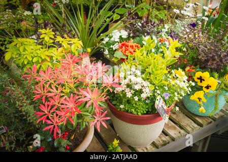 Une sélection de semoirs à conteneurs colorés à vendre dans un centre de jardin anglais au Royaume-Uni Banque D'Images