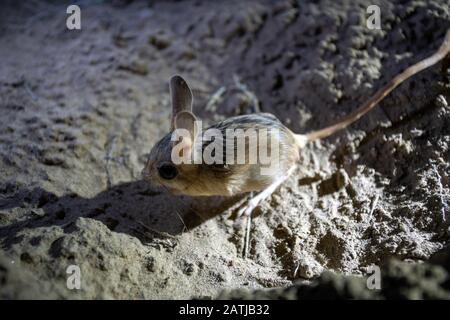 Jerboa dans le désert du Kazakhstan turkestan Banque D'Images