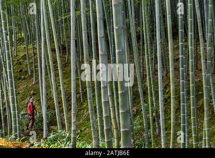 Arashiyama Bamboo Forest Au Japon Banque D'Images