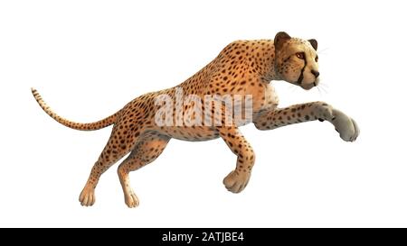 Chasse au Cheetah, animal isolé sur fond blanc Banque D'Images