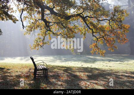 Matin d'automne dans le parc. Banc sous le chêne Banque D'Images