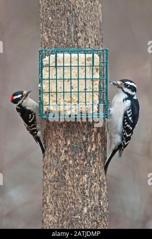 Comparaison des bois de morceuse et des bois de morceuse se nourrissant sur le suet Banque D'Images