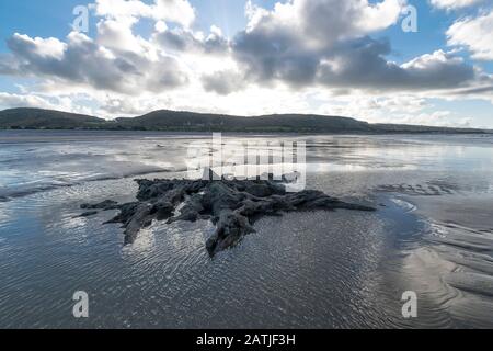 La concrétion partielle ou partiellement pétrifiée de l'arbre ancien demeure sur la plage Abergele Pensarn au nord du Pays de Galles Banque D'Images