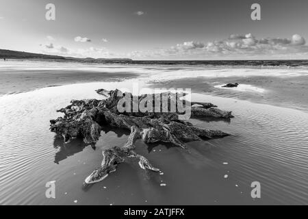 La concrétion partielle ou partiellement pétrifiée de l'arbre ancien demeure sur la plage Abergele Pensarn au nord du Pays de Galles Banque D'Images