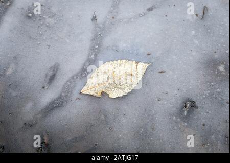 Une seule feuille jaune imbécée dans la surface gelée d'un lac gelé dans l'État de New York Banque D'Images