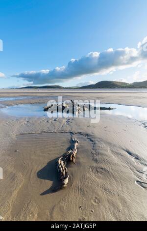 La concrétion partielle ou partiellement pétrifiée de l'arbre ancien demeure sur la plage Abergele Pensarn au nord du Pays de Galles Banque D'Images