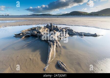 La concrétion partielle ou partiellement pétrifiée de l'arbre ancien demeure sur la plage Abergele Pensarn au nord du Pays de Galles Banque D'Images