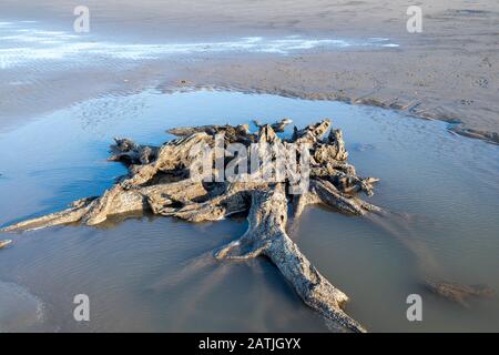 La concrétion partielle ou partiellement pétrifiée de l'arbre ancien demeure sur la plage Abergele Pensarn au nord du Pays de Galles Banque D'Images