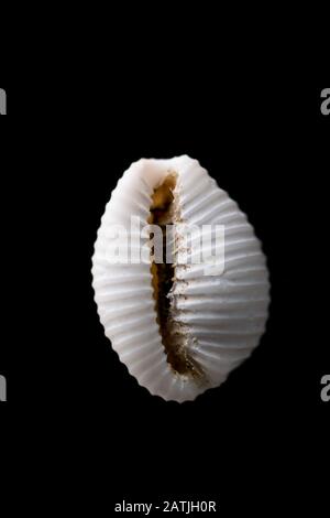 Un exemple d'une coquille de cowrie européenne, Trivia monacha, s'est lavé sur une plage de Dorset Angleterre GB. Fond noir. Banque D'Images