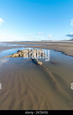 La concrétion partielle ou partiellement pétrifiée de l'arbre ancien demeure sur la plage Abergele Pensarn au nord du Pays de Galles Banque D'Images