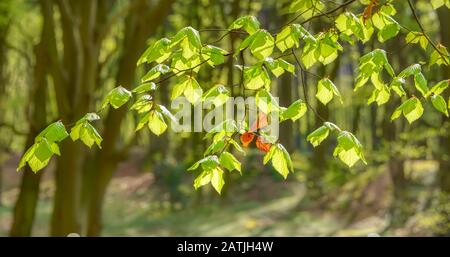 Hêtre européen, Fagus sylvatica, avec des feuilles de vert frais et quelques feuilles de couleur de chute dans une forêt au printemps, Siebengebirge, Allemagne, Europe Banque D'Images