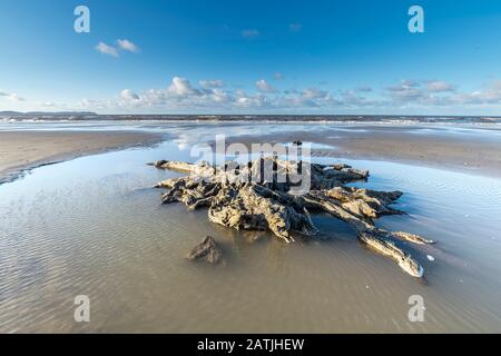 La concrétion partielle ou partiellement pétrifiée de l'arbre ancien demeure sur la plage Abergele Pensarn au nord du Pays de Galles Banque D'Images