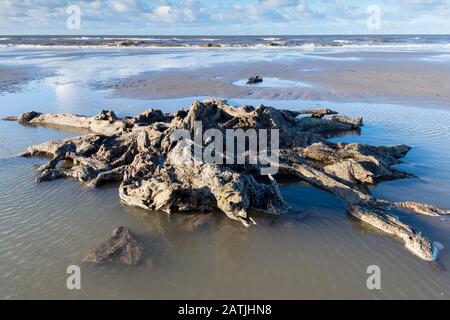 La concrétion partielle ou partiellement pétrifiée de l'arbre ancien demeure sur la plage Abergele Pensarn au nord du Pays de Galles Banque D'Images