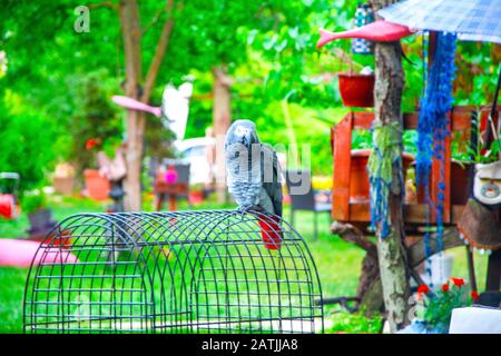 perroquet sur la cage Banque D'Images