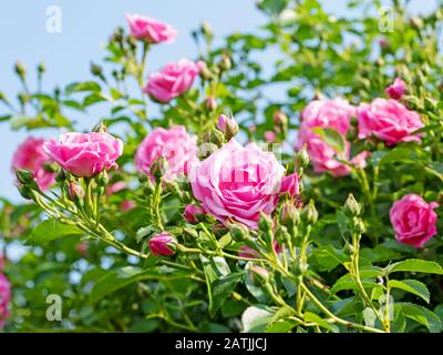 Fleurs roses nobles dans le jardin Banque D'Images