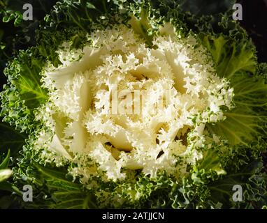 Gros plan sur un chou vert et blanc ornemental en fleur moyenne. Banque D'Images