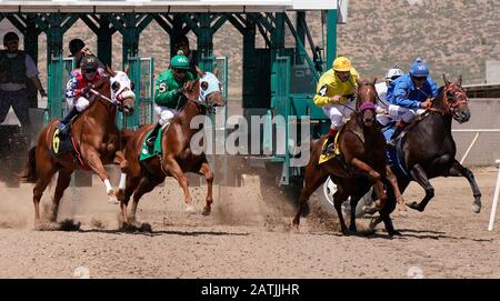 Les chevaux de quart s'accélèrent hors de la porte pendant le début d'une course à Arizona Downs. Banque D'Images