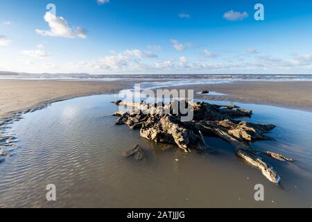 La concrétion partielle ou partiellement pétrifiée de l'arbre ancien demeure sur la plage Abergele Pensarn au nord du Pays de Galles Banque D'Images