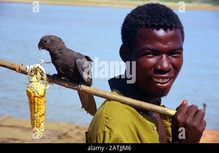 PET Lesser Vasa Parrot ou Black Parrot, Coracopsis nigra, Perché sur le bâton ou Porté sur le pôle par Malgache Boy Madagascar Banque D'Images