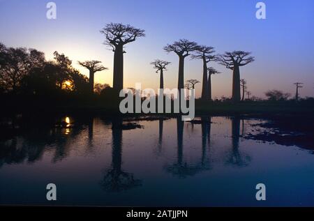 Crépuscule ou coucher de soleil sur Baobab Alley, une avenue de Grandidier Baobabs, Adansonia grandididieri, Reflétée dans les eaux de crue pendant la saison humide près de Morondavo ouest de Madagascar Banque D'Images