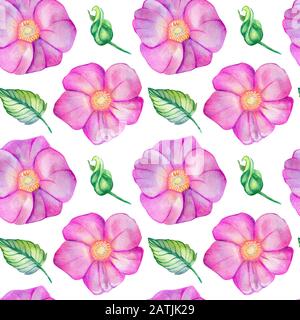 Motif aquarelle sans coutures avec hanches roses. Fleurs roses, feuilles, bourgeons isolés sur un fond blanc. Conception de printemps pour les invitations de mariage et socia Banque D'Images