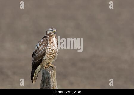 Buzzard commun (Buteo buteo) perché sur le poteau de clôture en bois à l'ouest le long du champ Banque D'Images