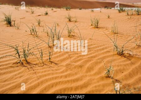 plantes poussant dans le sable sec du désert Banque D'Images