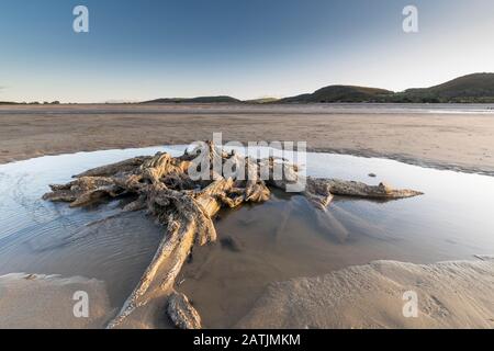 La concrétion partielle ou partiellement pétrifiée de l'arbre ancien demeure sur la plage Abergele Pensarn au nord du Pays de Galles Banque D'Images