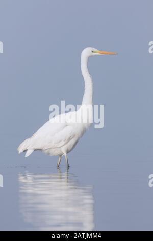 Grand aigrette / aigrette commune / grand aigreret blanc (Ardea alba / Egretta alba) pêche dans l'eau peu profonde du lac dans le brouillard / brouillard tôt le matin Banque D'Images