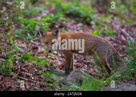 Jeune renard rouge (Vulpes vulpes) se nourrissant de carcasse de sanglier juvénile tué / squeaker mort Banque D'Images