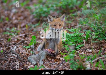 Jeune renard rouge (Vulpes vulpes) se nourrissant de carcasse de sanglier juvénile tué / squeaker mort Banque D'Images