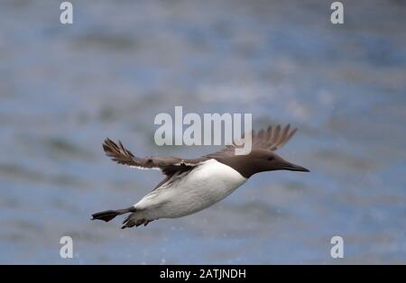 Guillemot ou Guillemot commun, Uria aalge, adulte unique en vol. Îles Farne, Northumberland, Royaume-Uni Banque D'Images