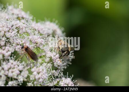 Prenez la tête sur le coup d'un vol stationnaire (Eristalis sp) Banque D'Images