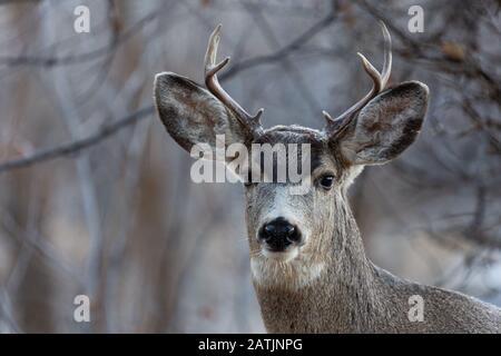 Mule Deer, Wyoming, États-Unis. Banque D'Images