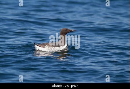 Guillemot commun ou Mure commun, Uria aalge adulte unique nager sur la mer. Îles Farne, Northumberland, Royaume-Uni Banque D'Images