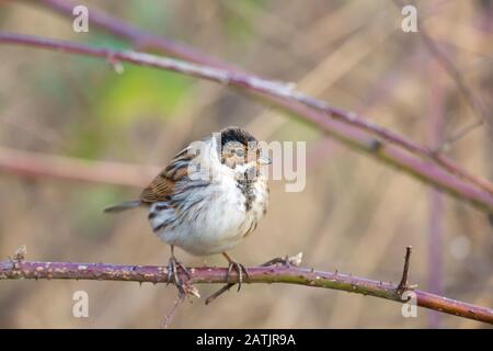 Vue de face près d'un oiseau de lapin à roseau britannique sauvage (Emberiza schoeniclus) en plumage d'hiver, isolé en plein air perché sur la branche. Oiseaux britanniques. Banque D'Images