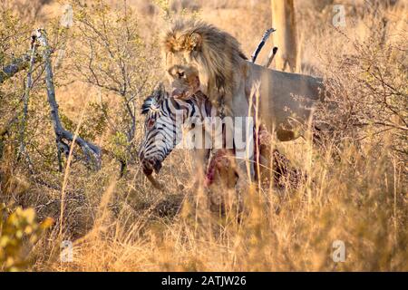 Lion masculin mangeant un zèbre après la chasse à la savane en été en Afrique du Sud Banque D'Images