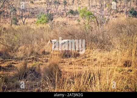 Lion féminin marchant dans l'herbe sur la savane en Afrique du Sud Banque D'Images