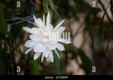 Vue de face d'une fleur blanche de la reine de la nuit (Epiphyllum oxypetalum) Cactus plante, la nuit fleurit, avec charme, parfumée à la lar Banque D'Images