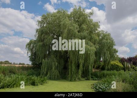 Arbre de saule pleurant (Salix babylonica) sur Le Côté d'un étang Recouvert de Duckweed dans un jardin de campagne dans le Warwickshire rural, Angleterre, Royaume-Uni Banque D'Images